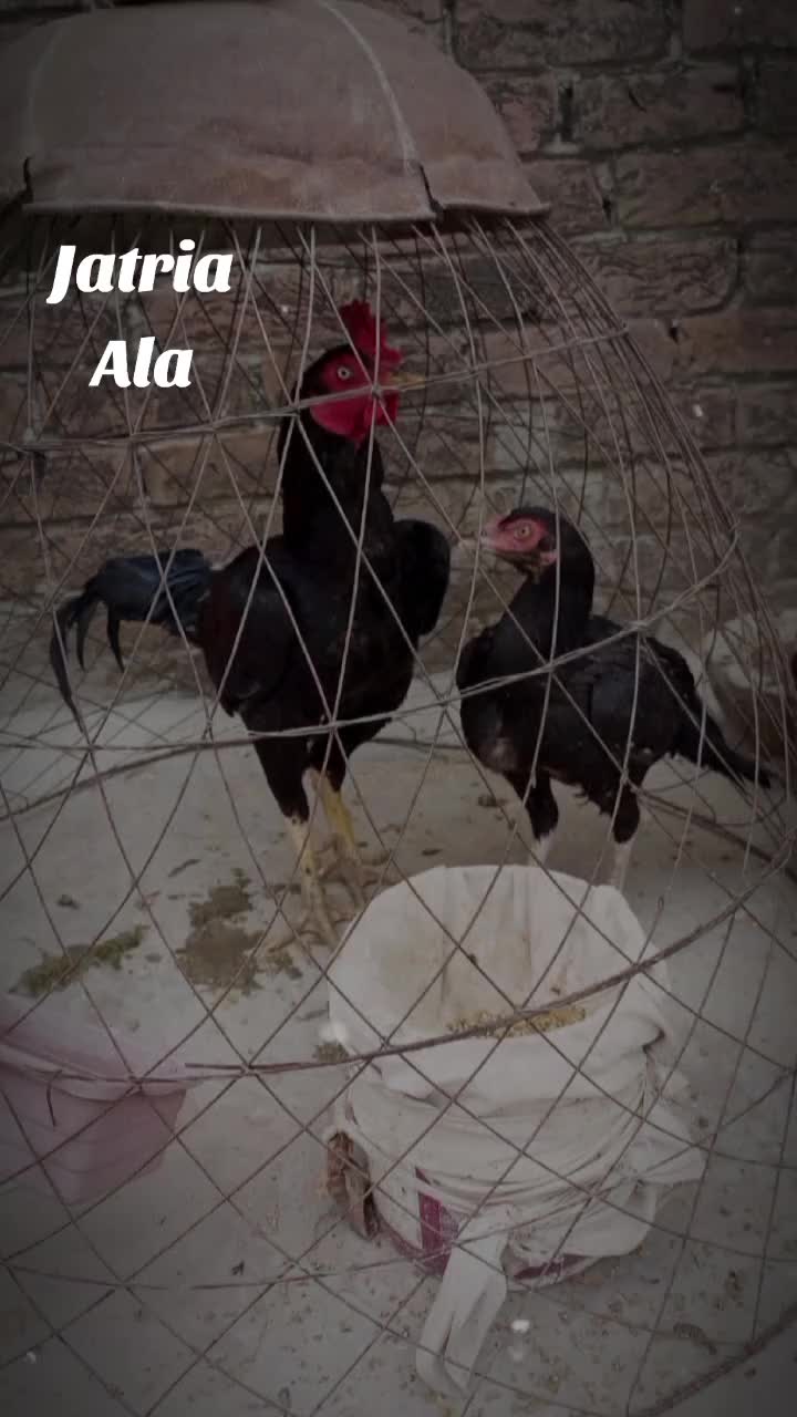 @Ali Jatria