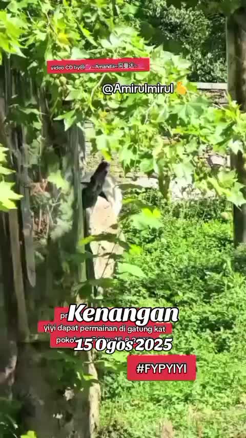 @AmirulMirul3