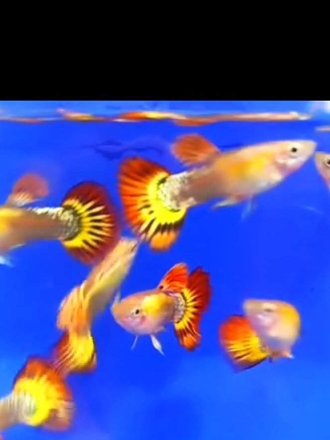 @dexx aquatics