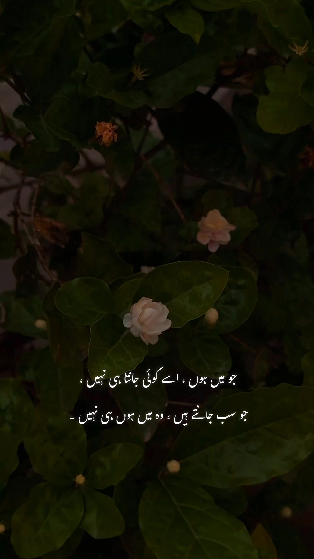 @ــــہہـ٨ــ&hearts;️ـــہہـ٨ـ