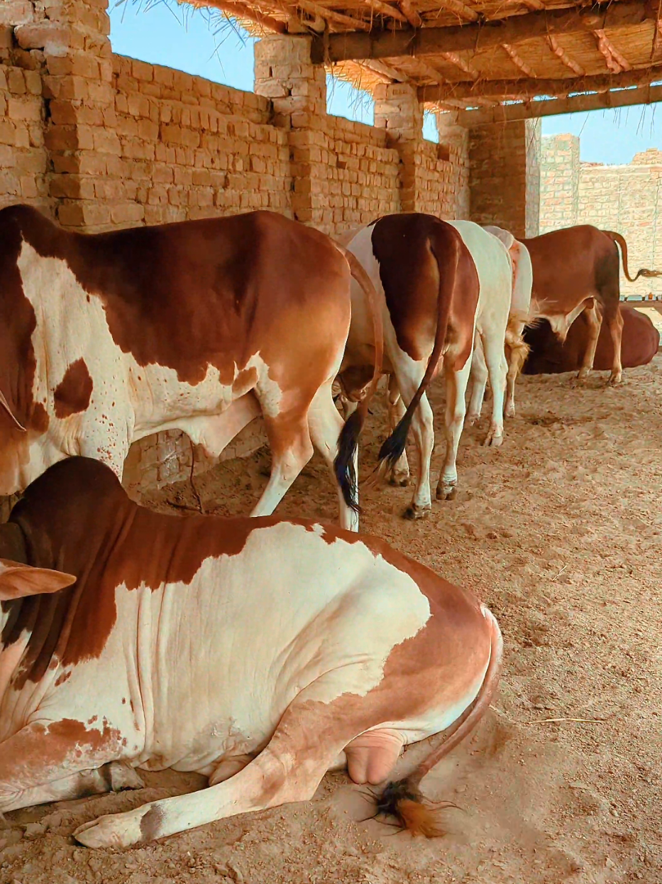 @Larkana Cattle Farm