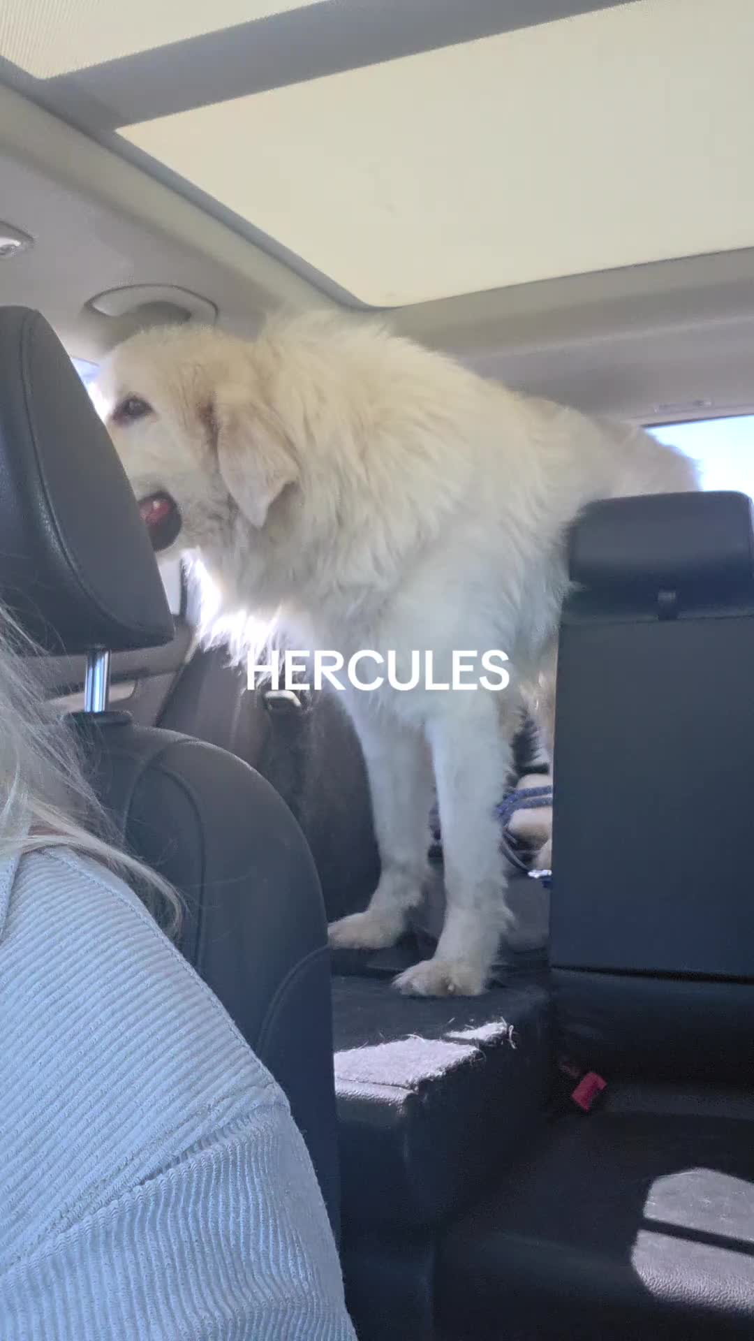 @EllenRescuesPyrs