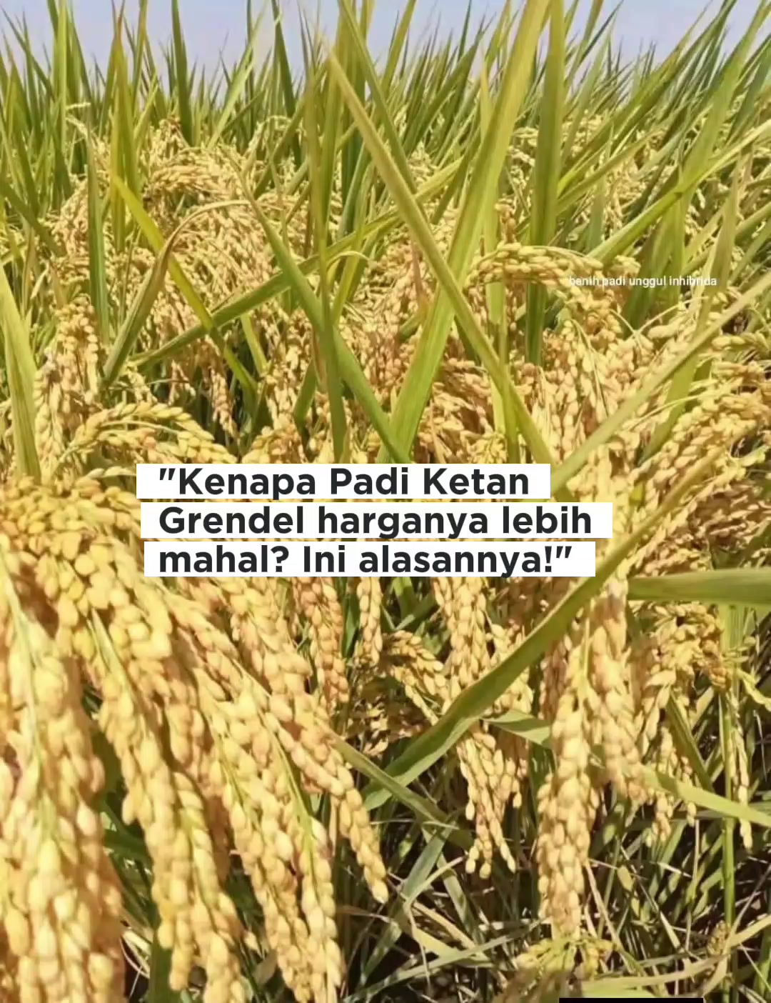 @PT. BHD INDONESIA
