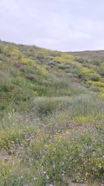 @محمد أمين 🇩🇿