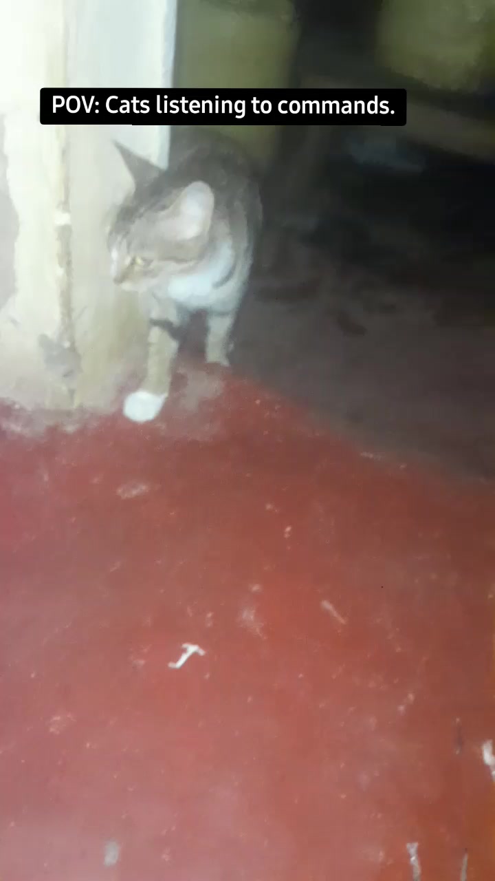 @Orimbajnrkennels