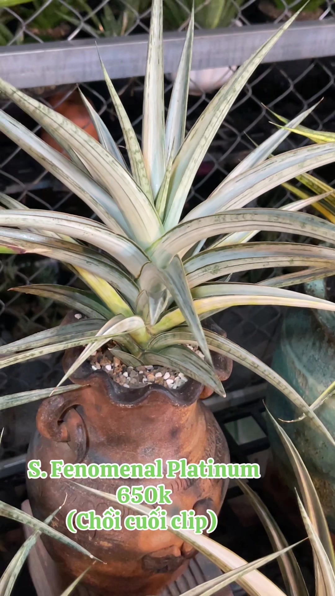 @The Sansevieria Farm