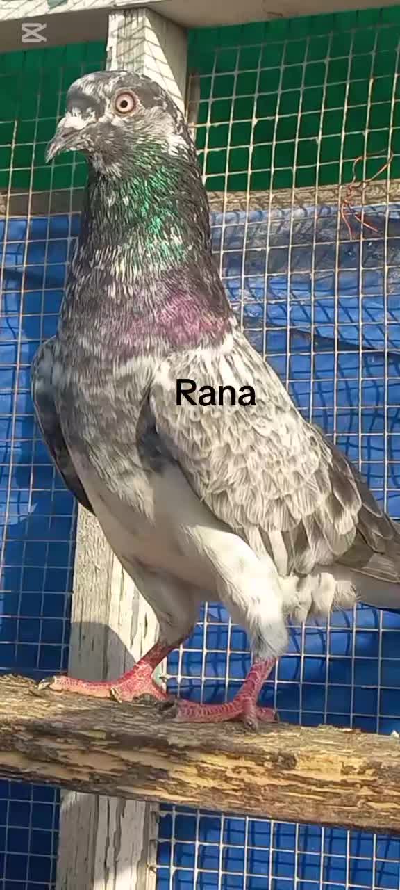 @Ranakasuripigeon