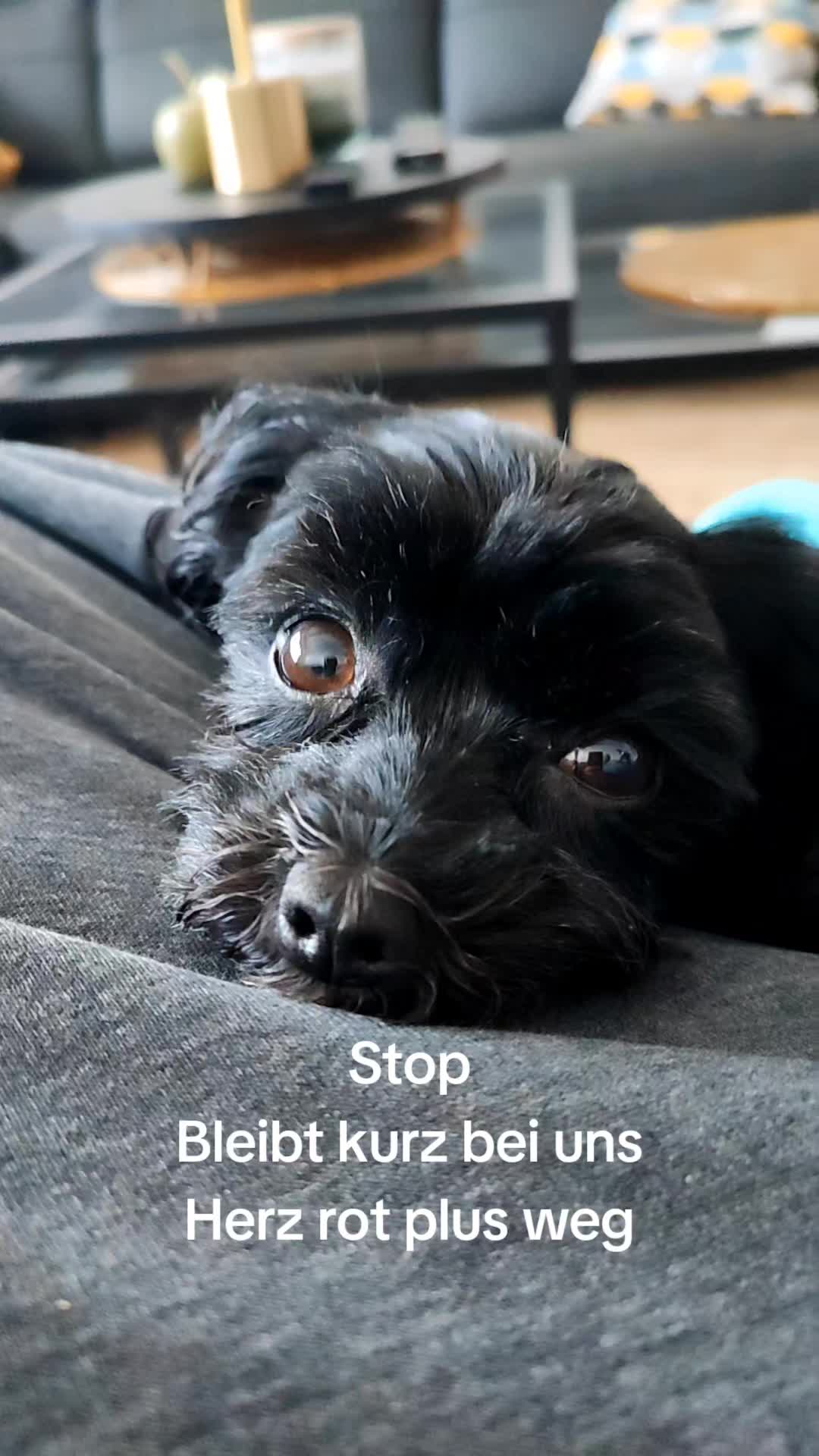 @P&ouml;ppi