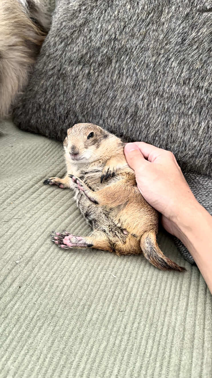 @Poppy the Prairie Dog