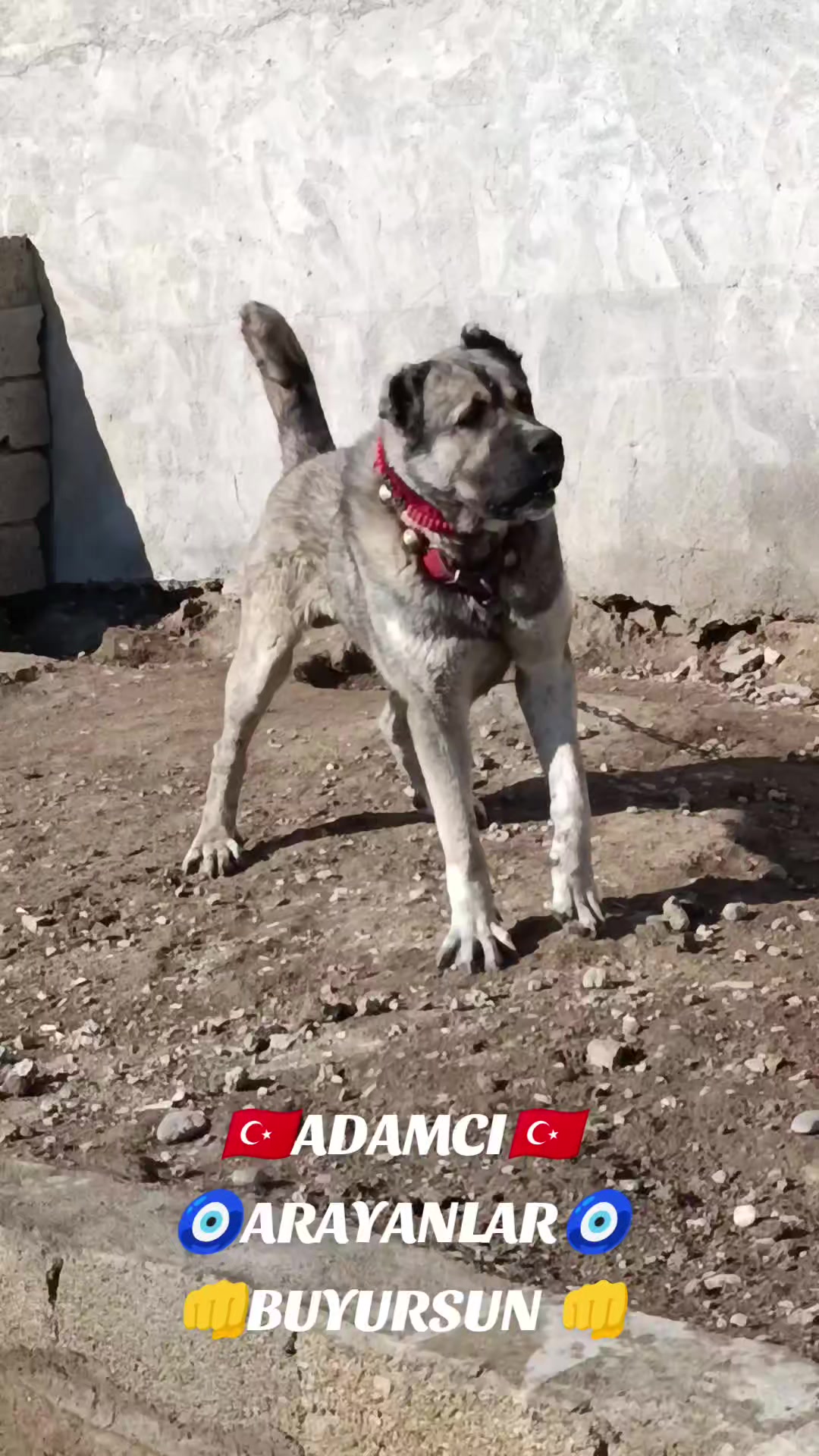 @Tekin Ersöz