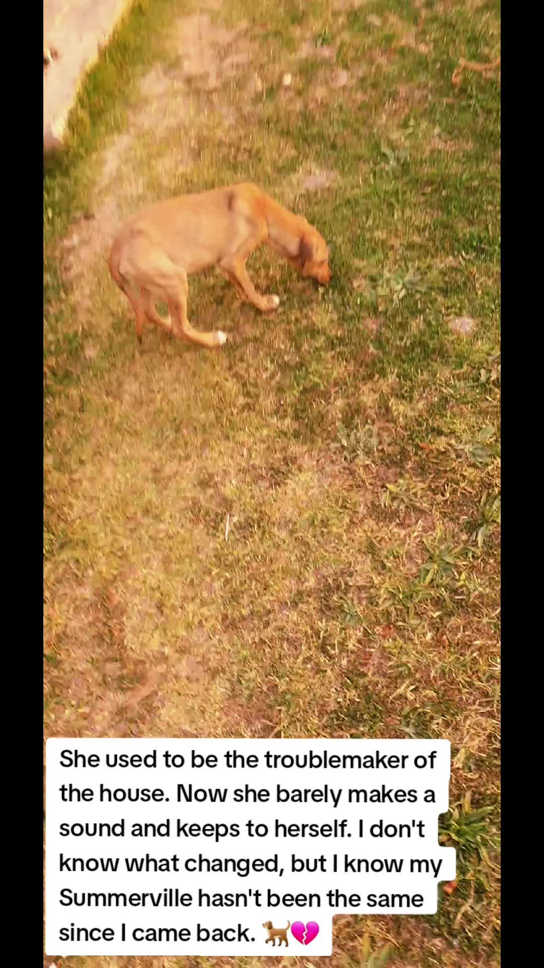@LifeWithSummerAndShepherd