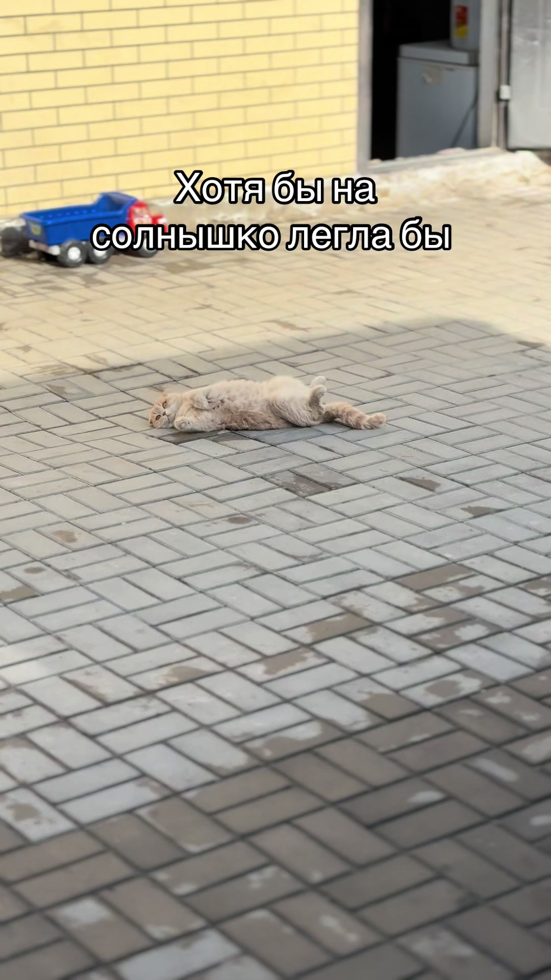 @Abrikoshka