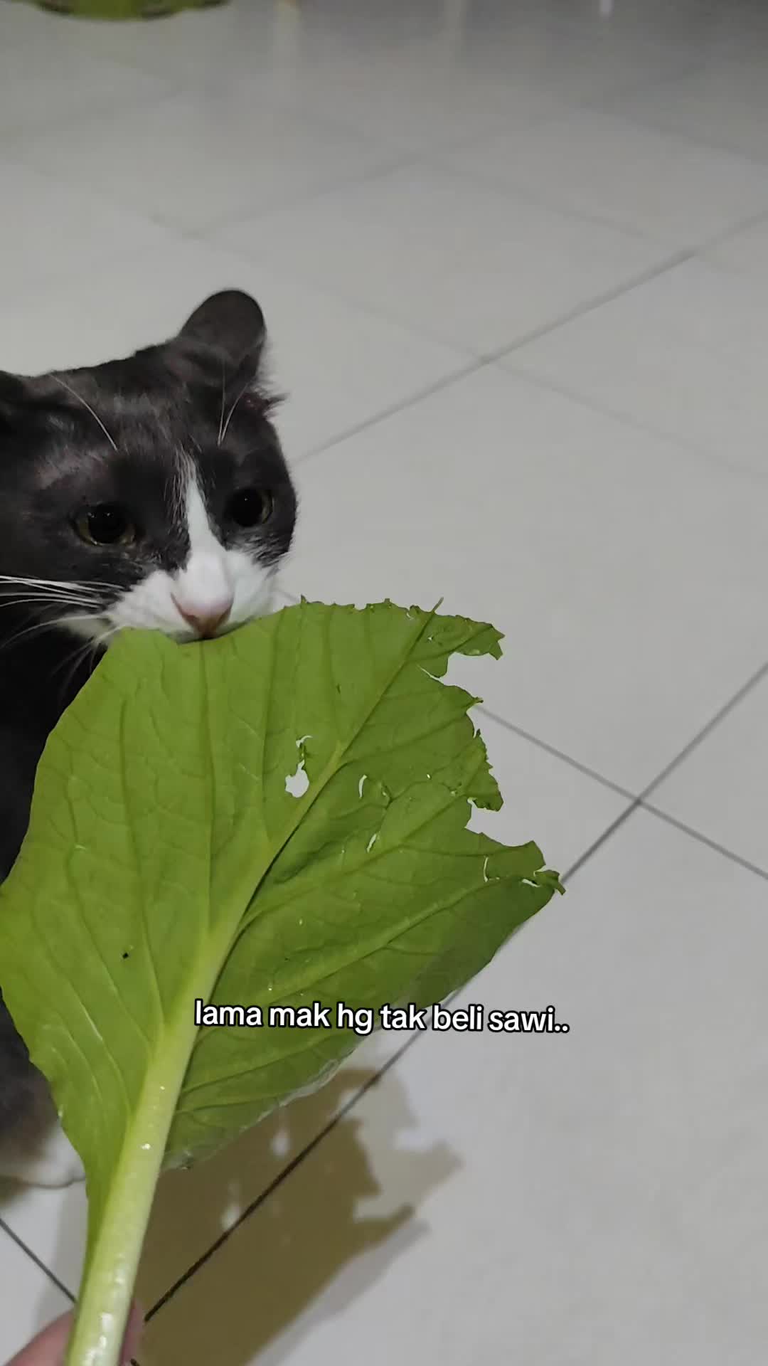 @Omma Kucing 🇲🇾🍉