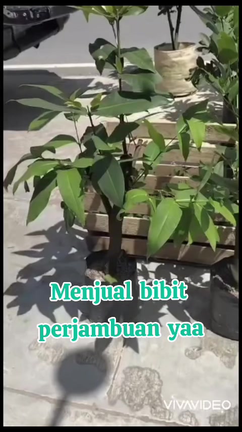 @Bibit khusus samarinda