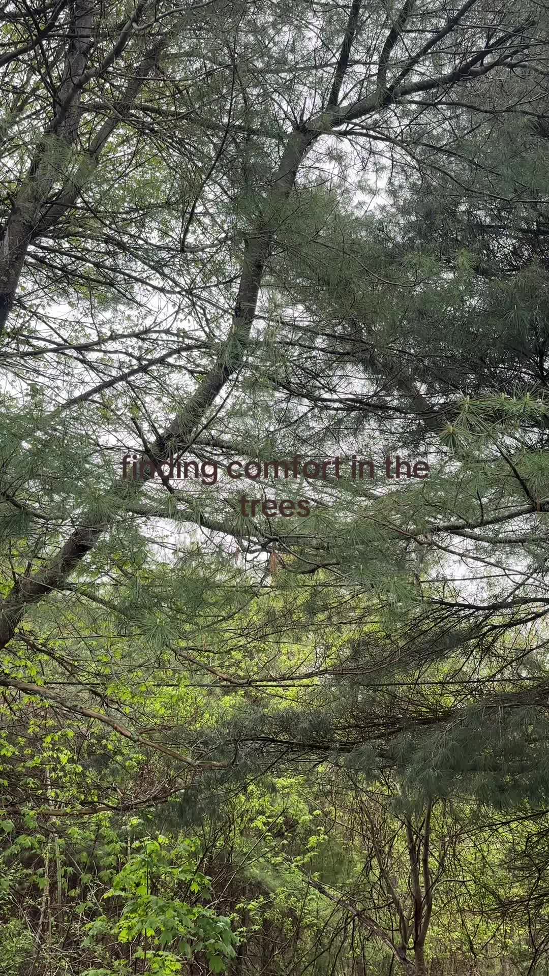 @𝑻𝒉𝒆 𝑫𝒊𝒗𝒊𝒏𝒆 𝑮𝒓𝒐𝒗𝒆