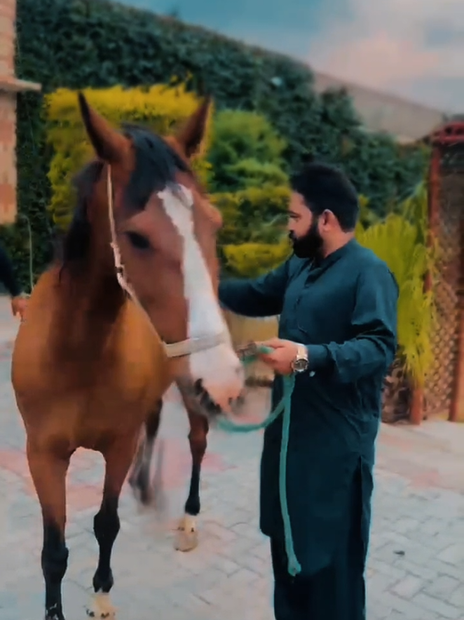 @Mehran Adv