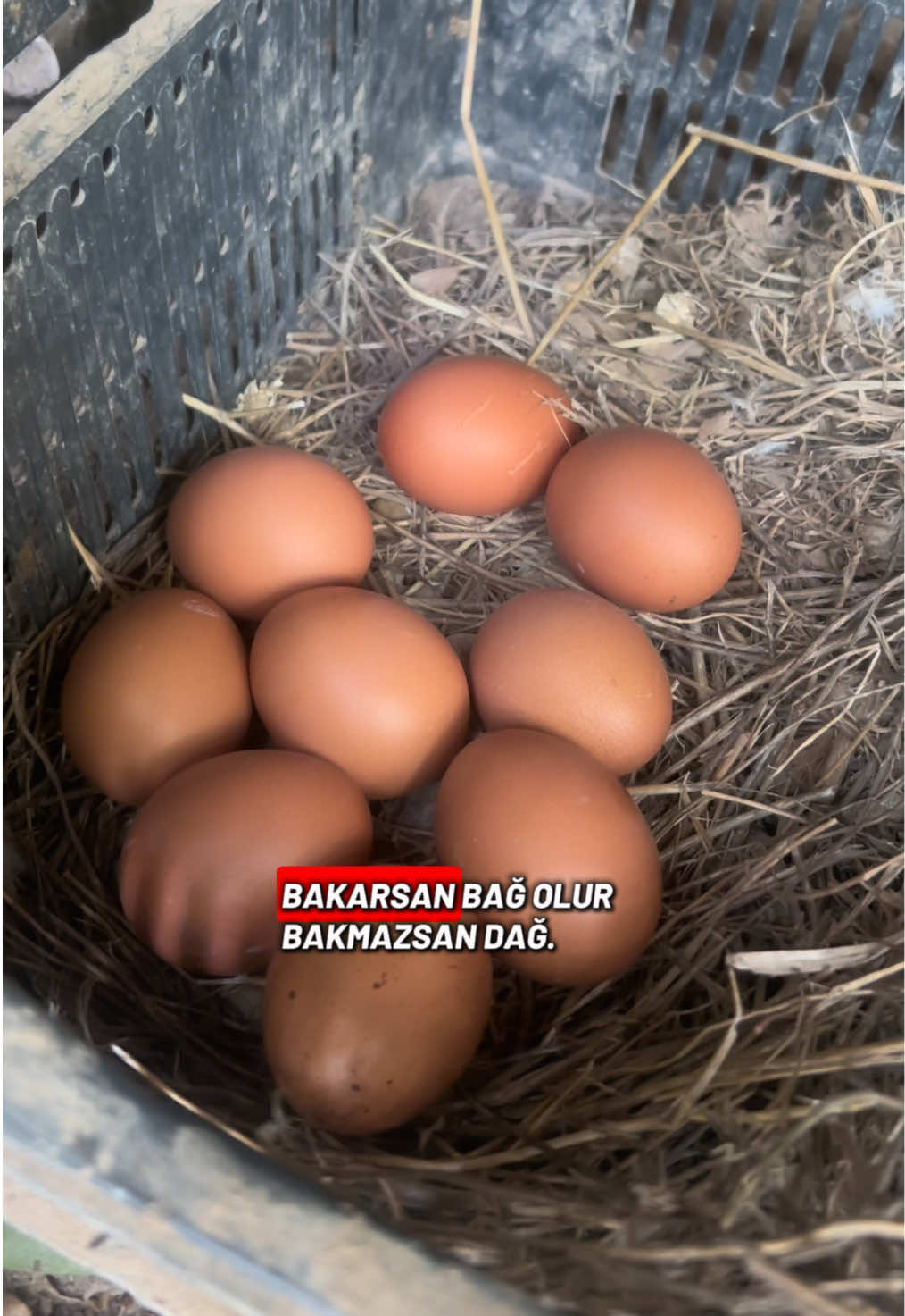 @Kılıç Kraliçesi