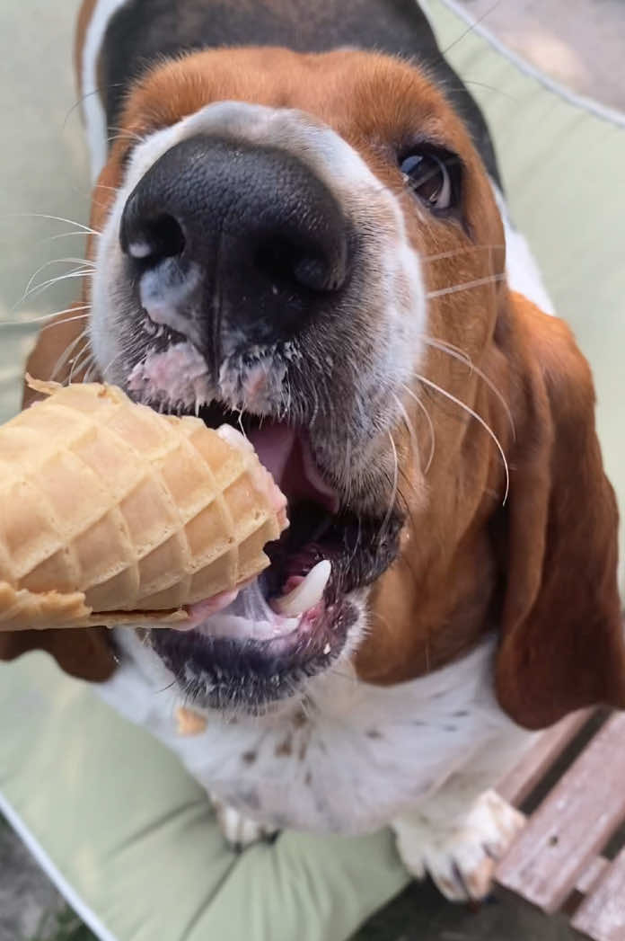 @baudelairethebasset