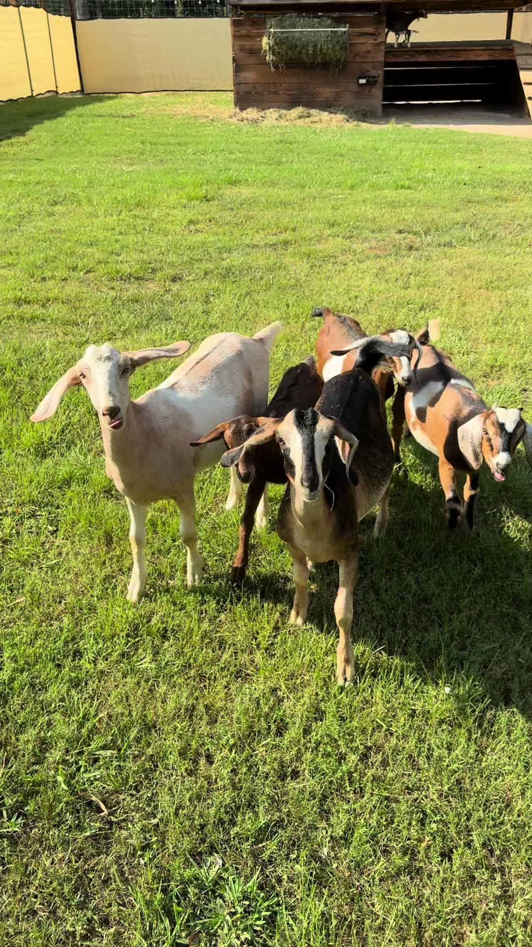 @Goat Daddy's