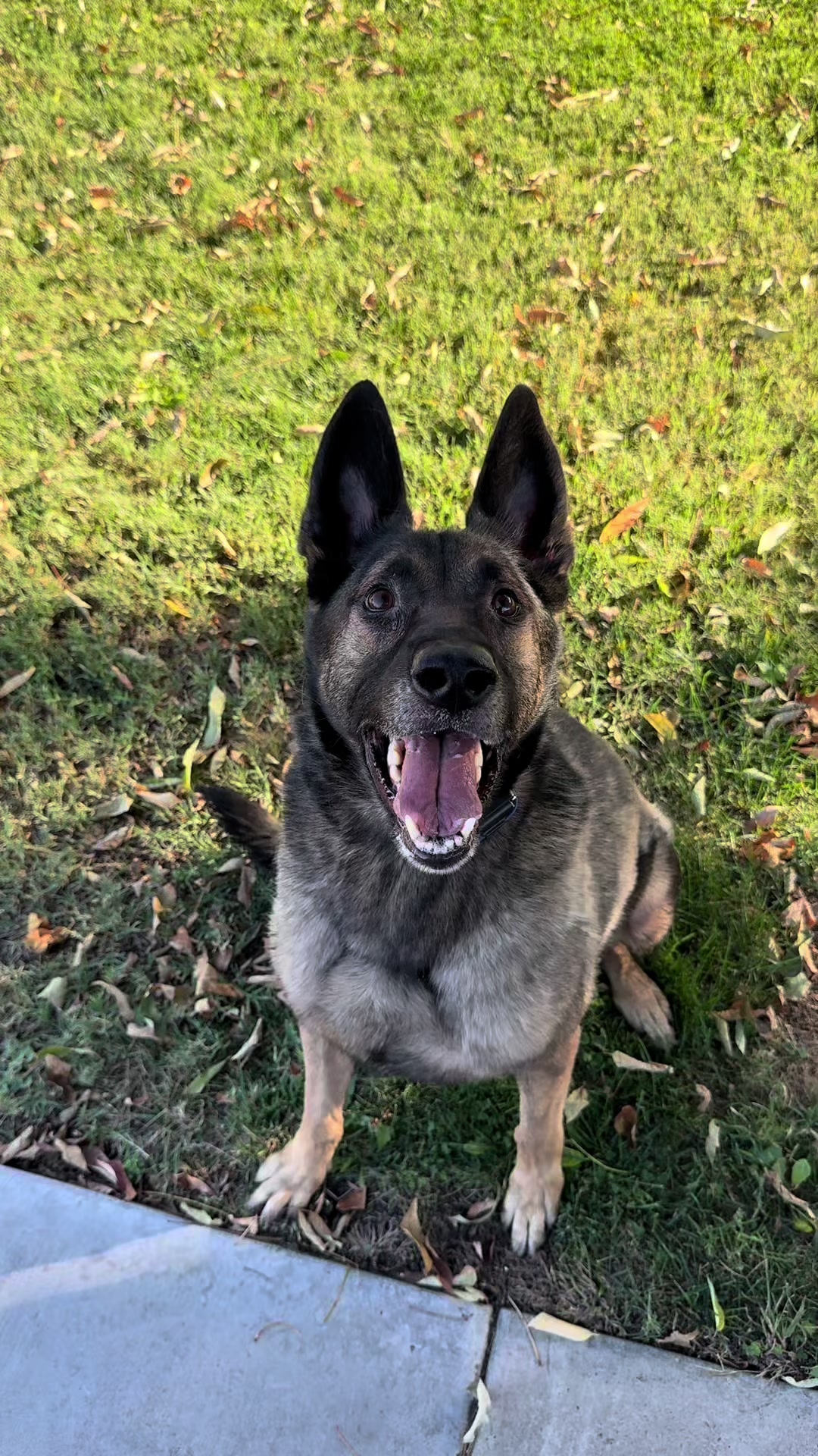 @Tactical K9s Dog Training