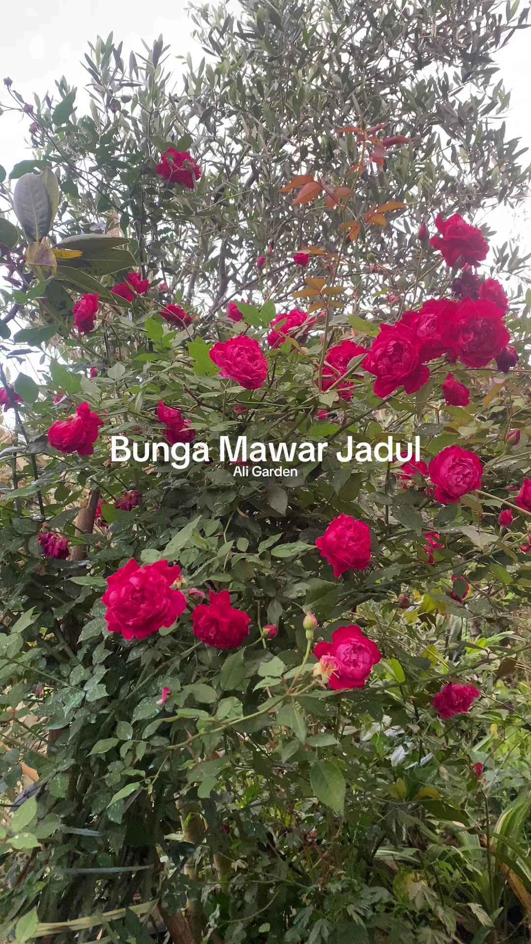 @ali_garden82