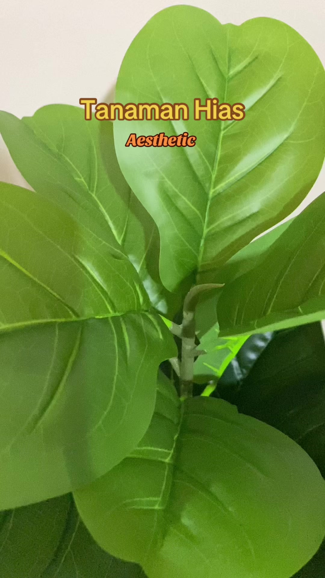 @IG : @tiadwiseptiani🕊️✅