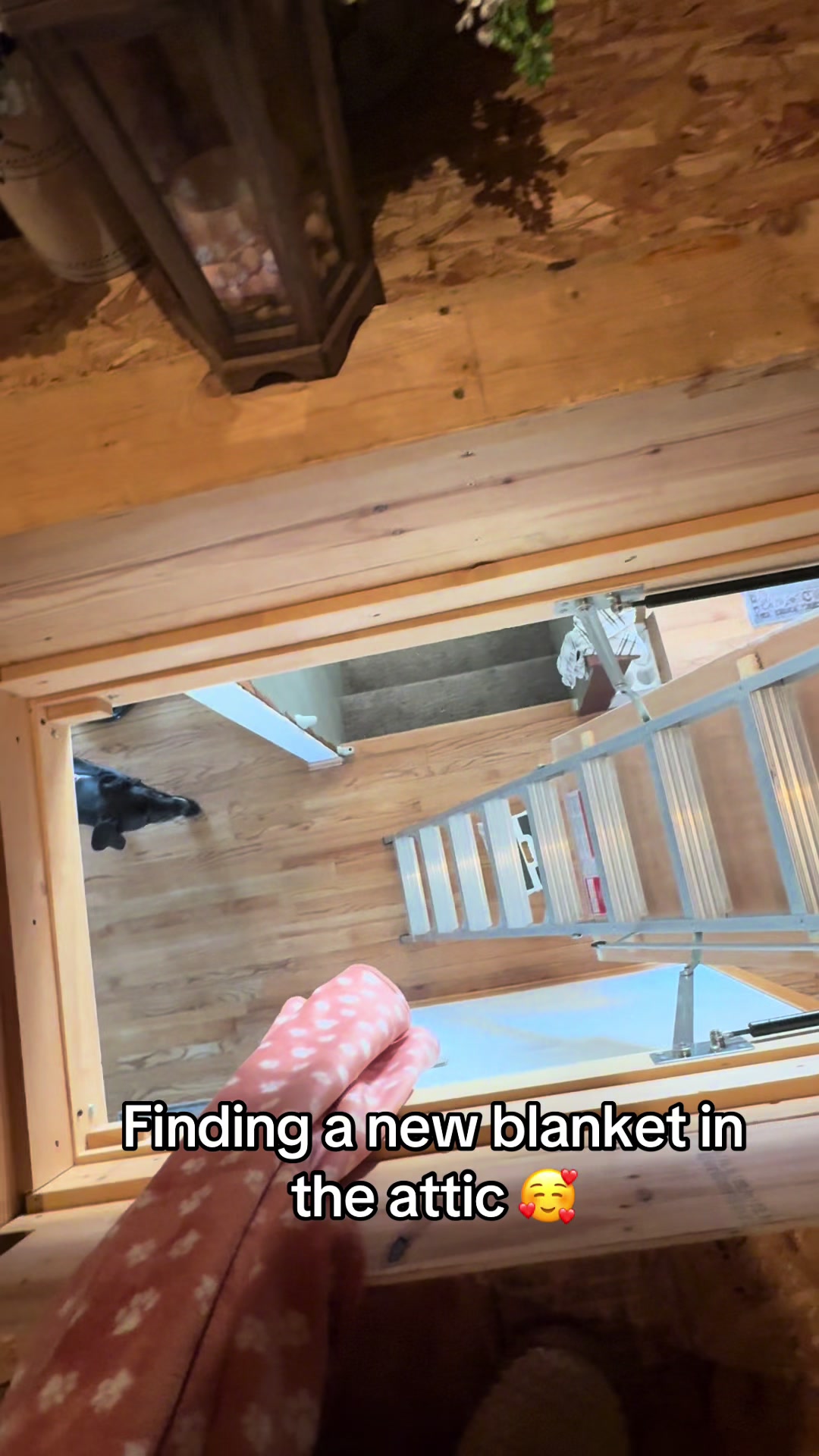 @jewelsthegreatdane