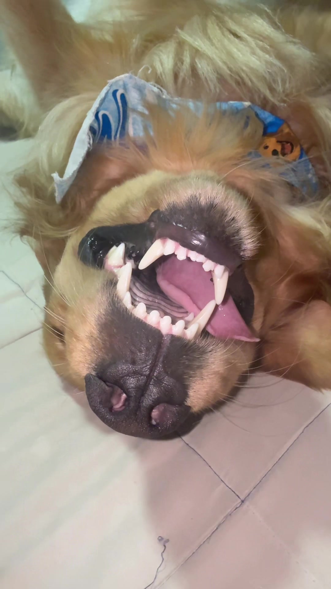 @Soy Milo 🐶