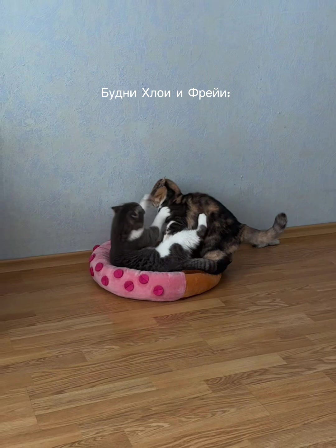 @Chloe 𝜗𝜚 Freya