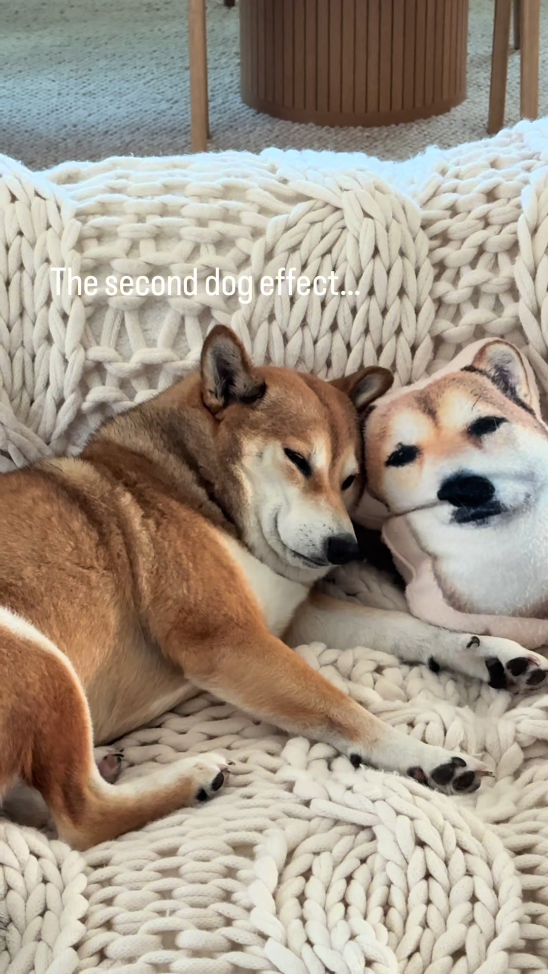 @Jessy & Lexi 🐾