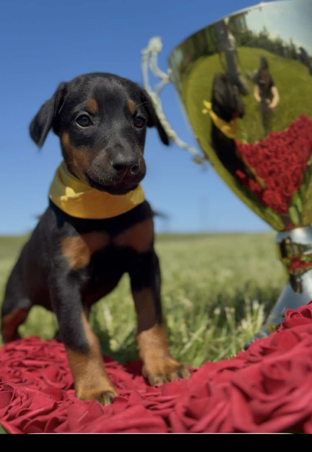 @Protection Dog Sales