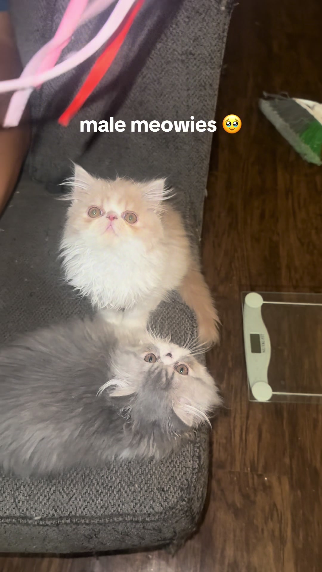 @henryetta.the.cat.lady