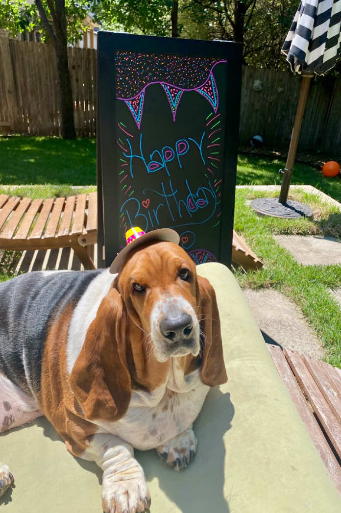 @baudelairethebasset