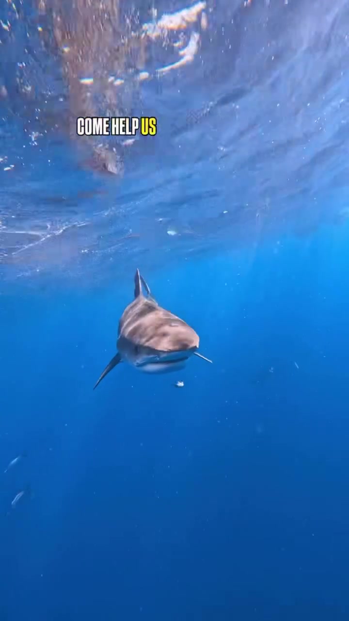 @Ocean Ramsey Sharks