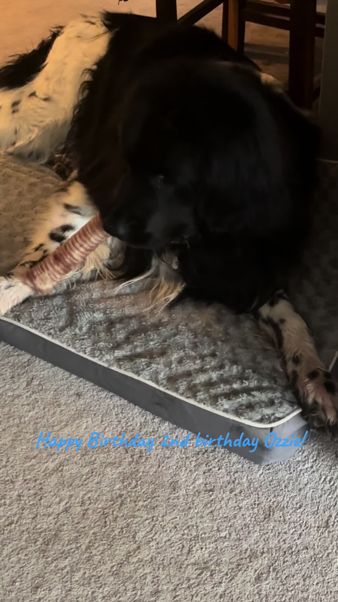 @Jennifer the dog Mom