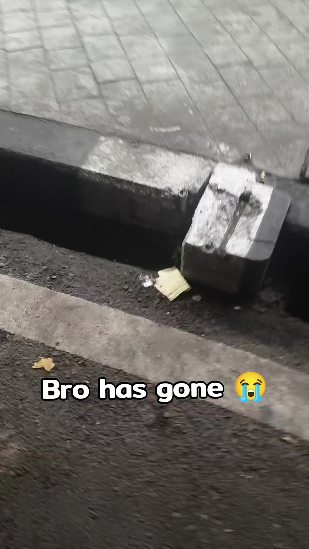 @Meow_P