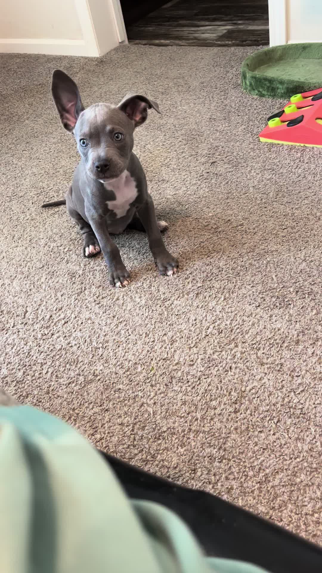 @Ivy the pitty