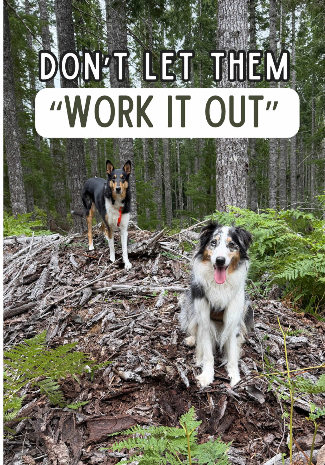 @lauren | dog behavior pro