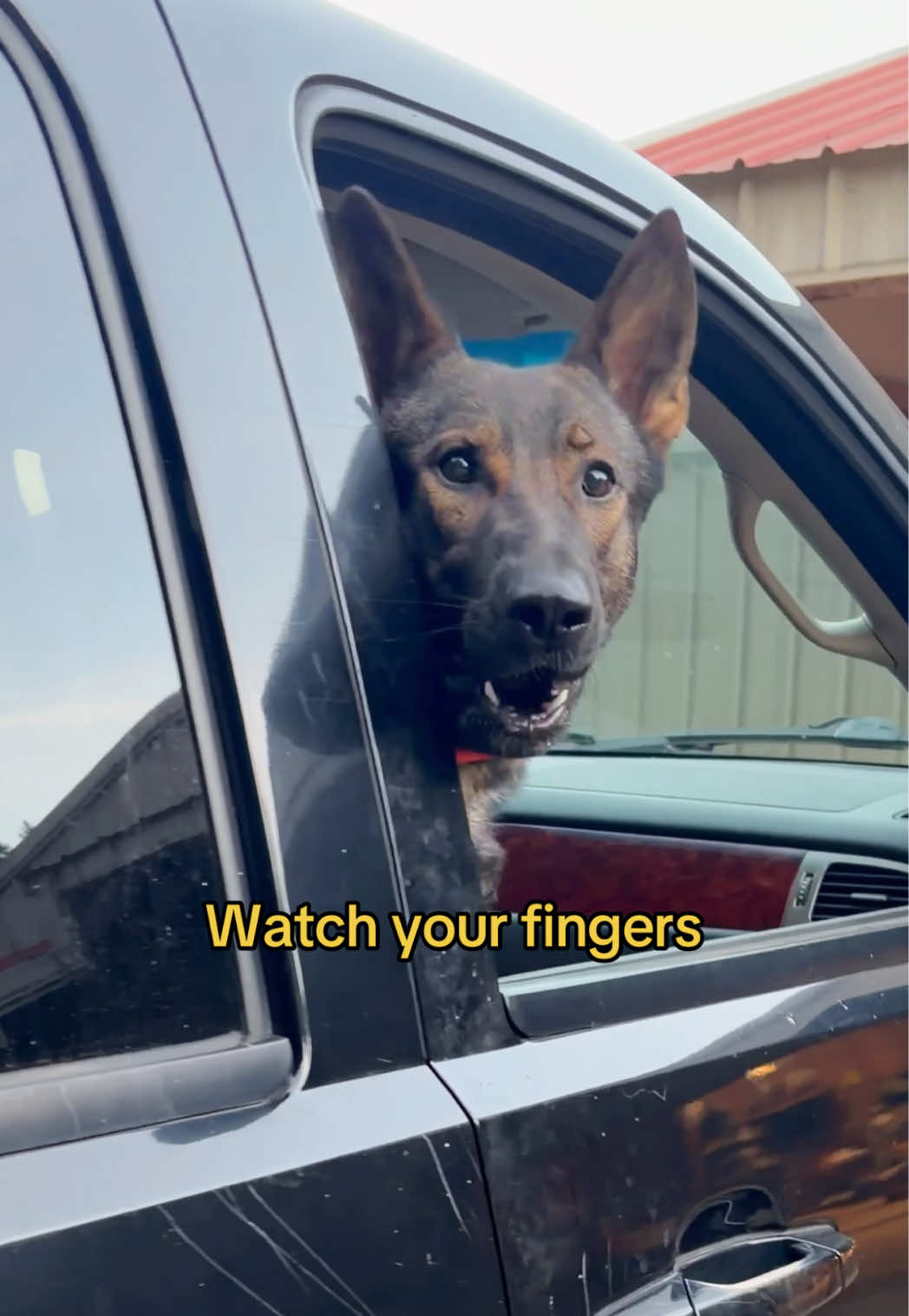 @True Guard K9 I Tara