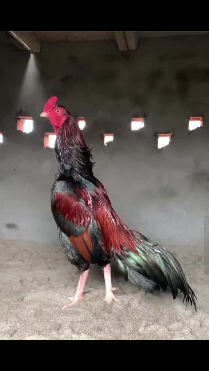 @🐓 ASEEL SHOK 🐓
