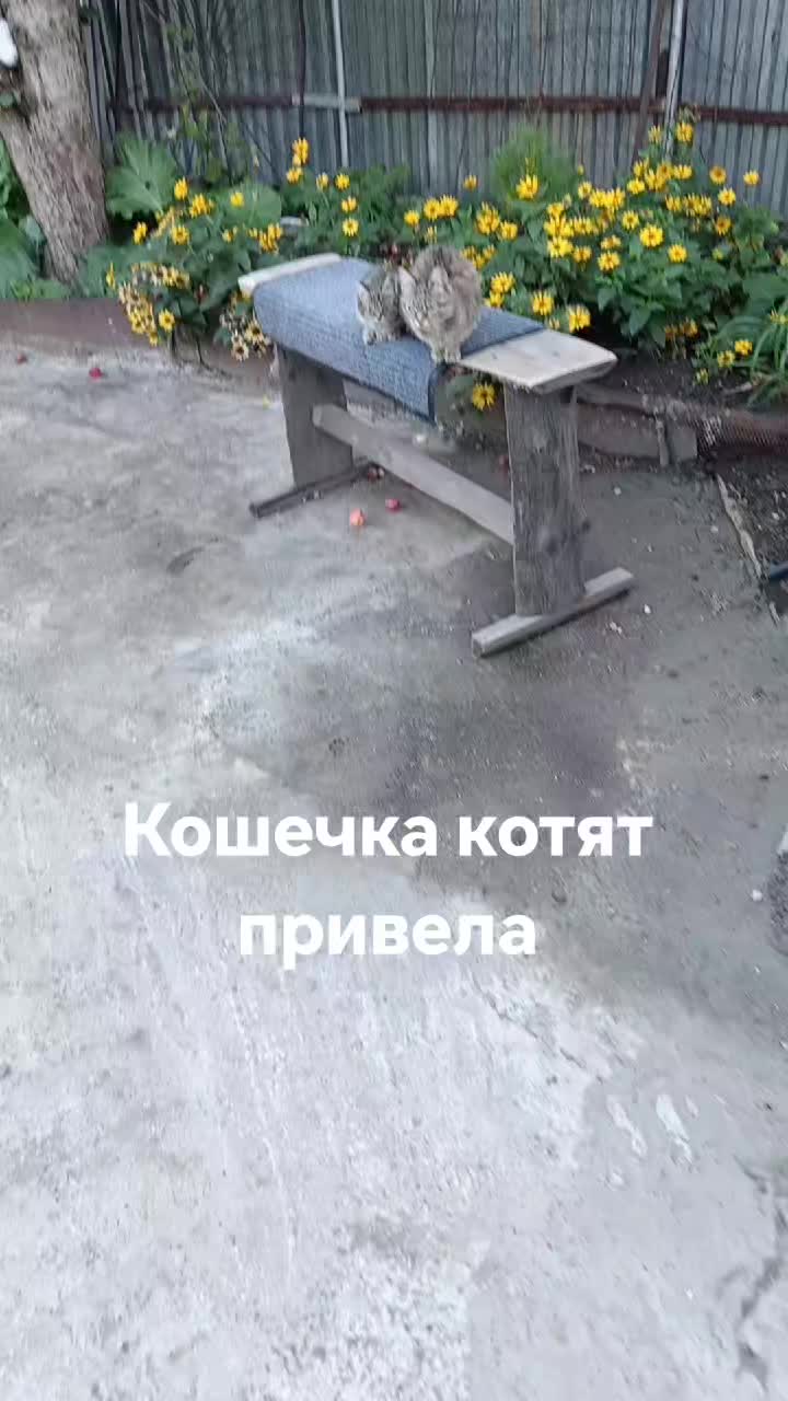 @метисочка