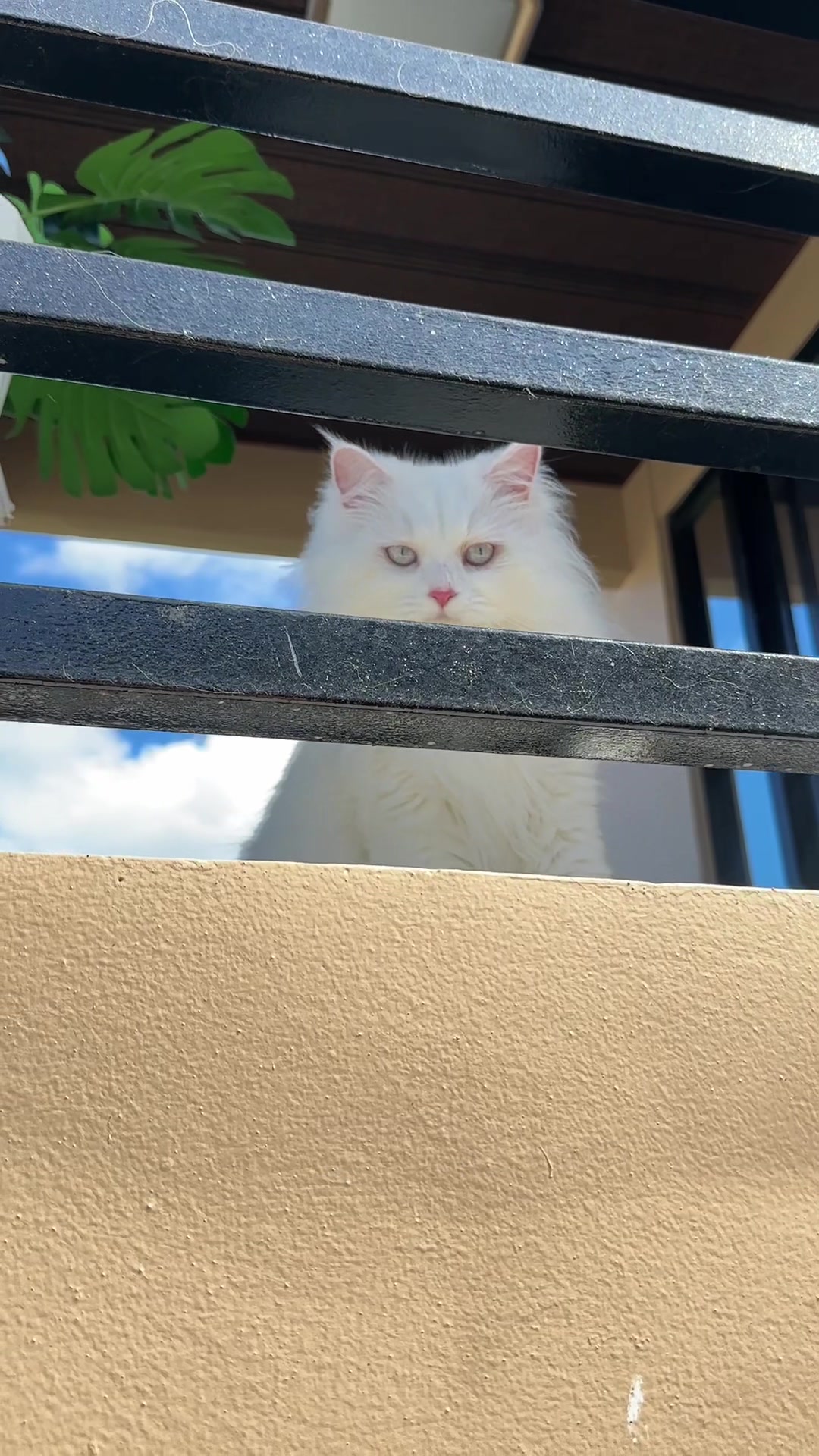 @Chloe & Casper 🐾