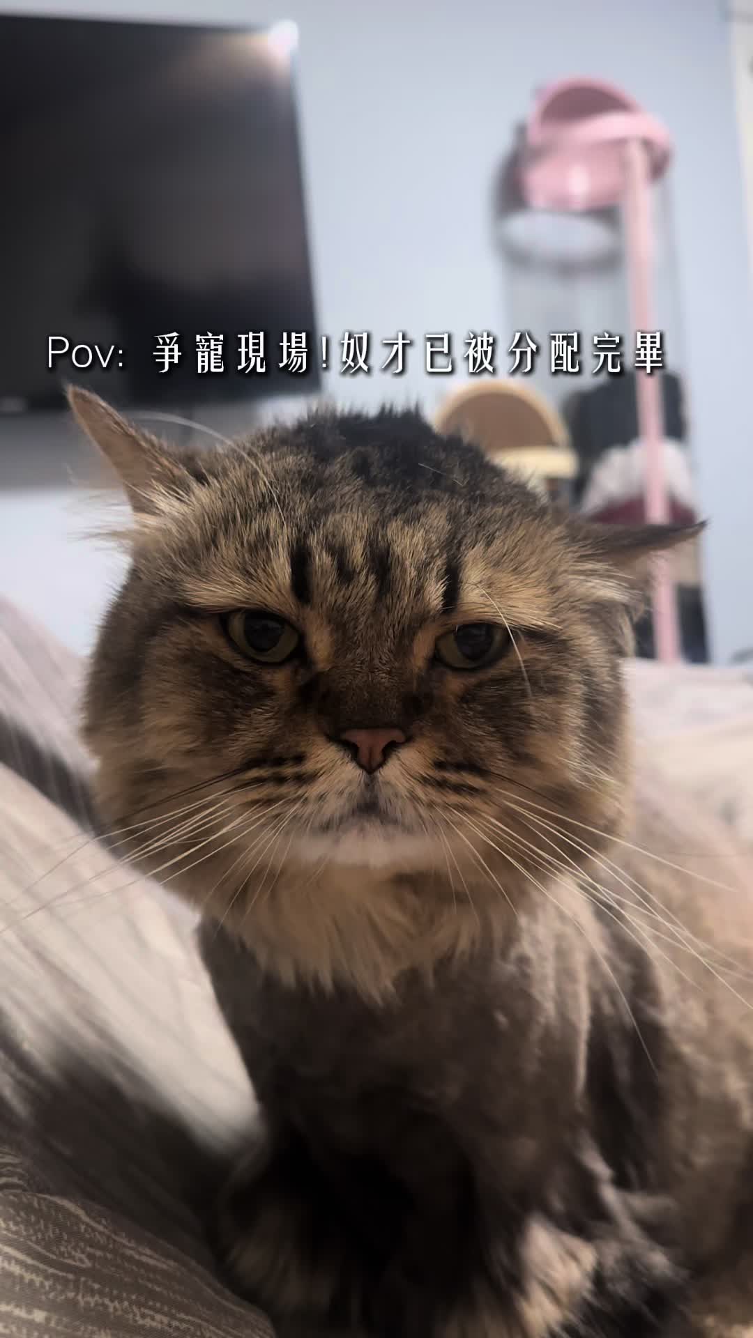@老李是女的