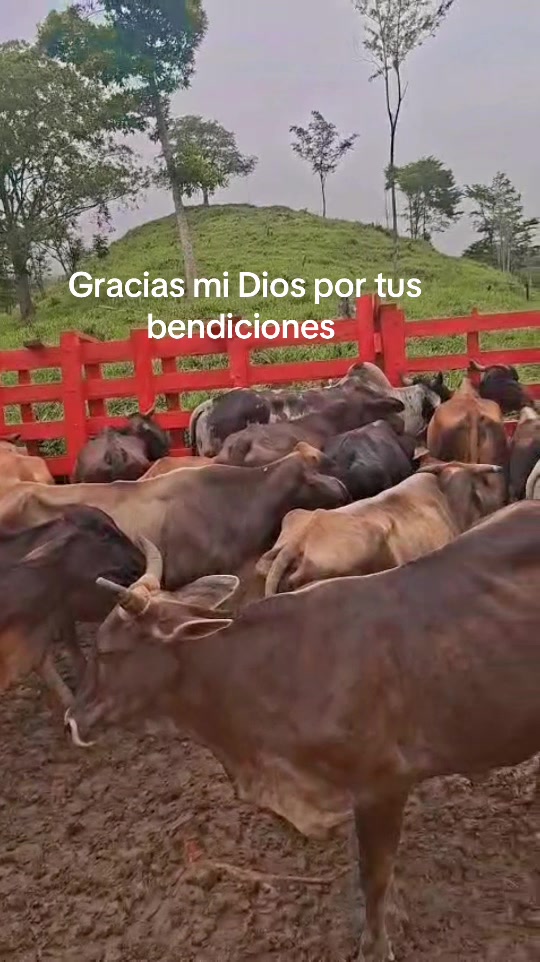 @Verónica Berganza