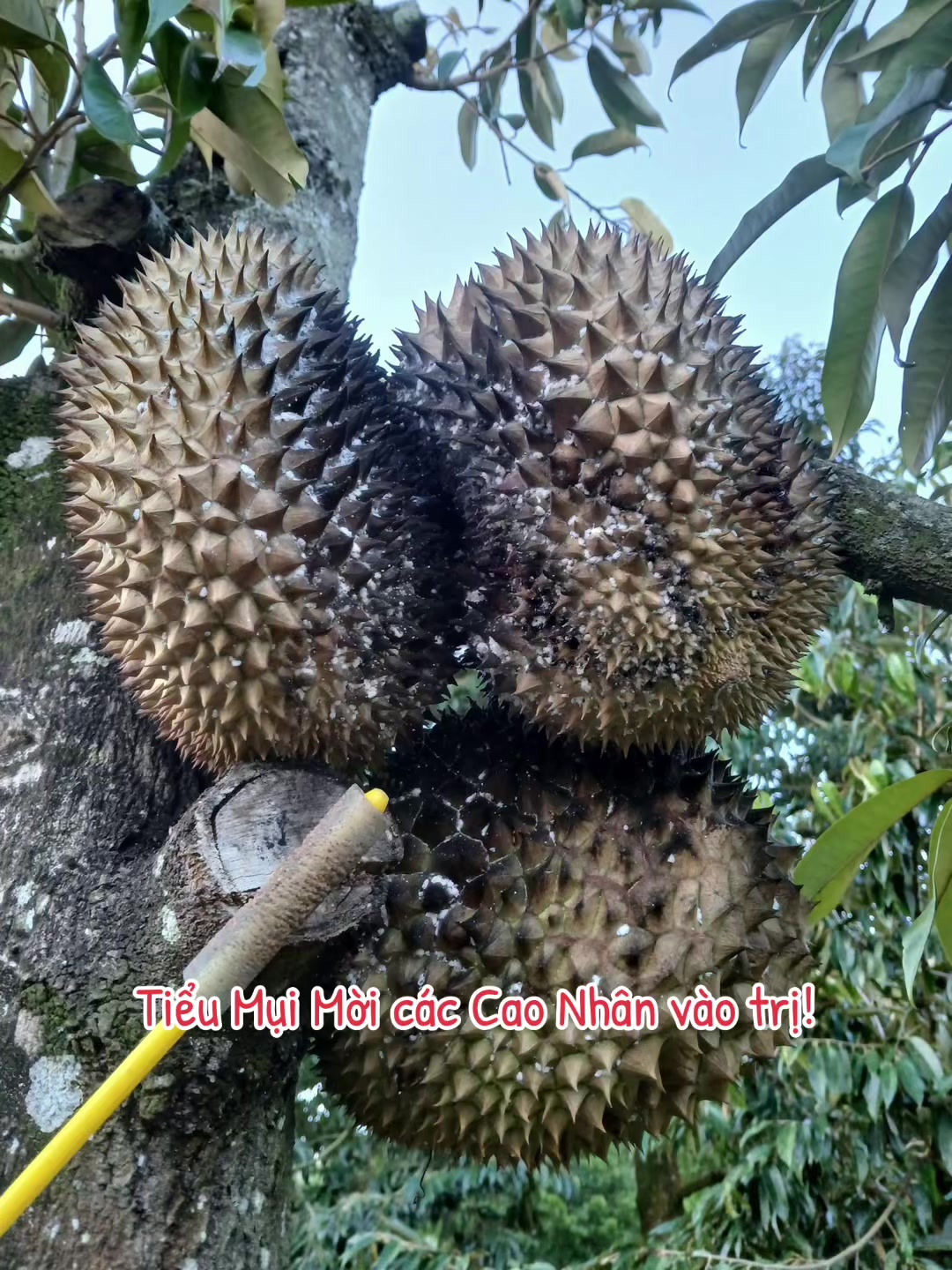 @H&acirc;n chuy&ecirc;n b&aacute;n ph&acirc;n thuốc