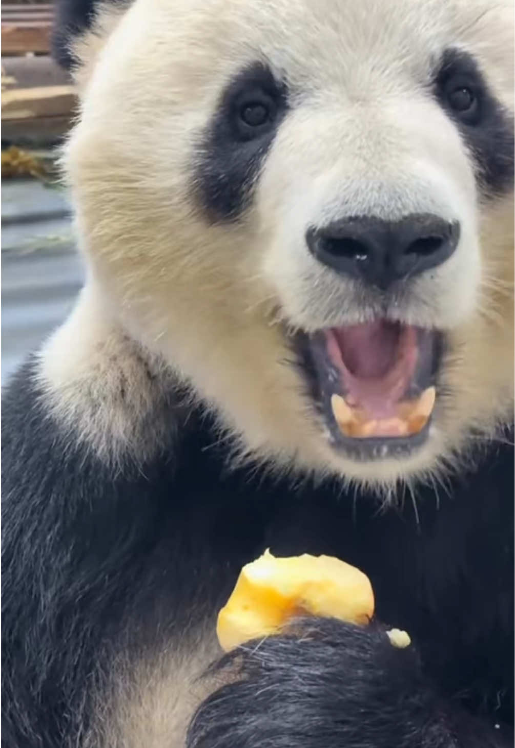 @Cute Animals 🐼