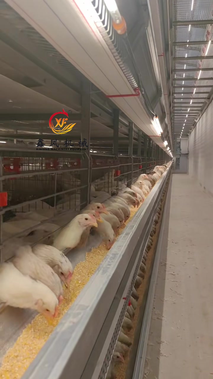 @Auto Poultry Cage Manufacturer
