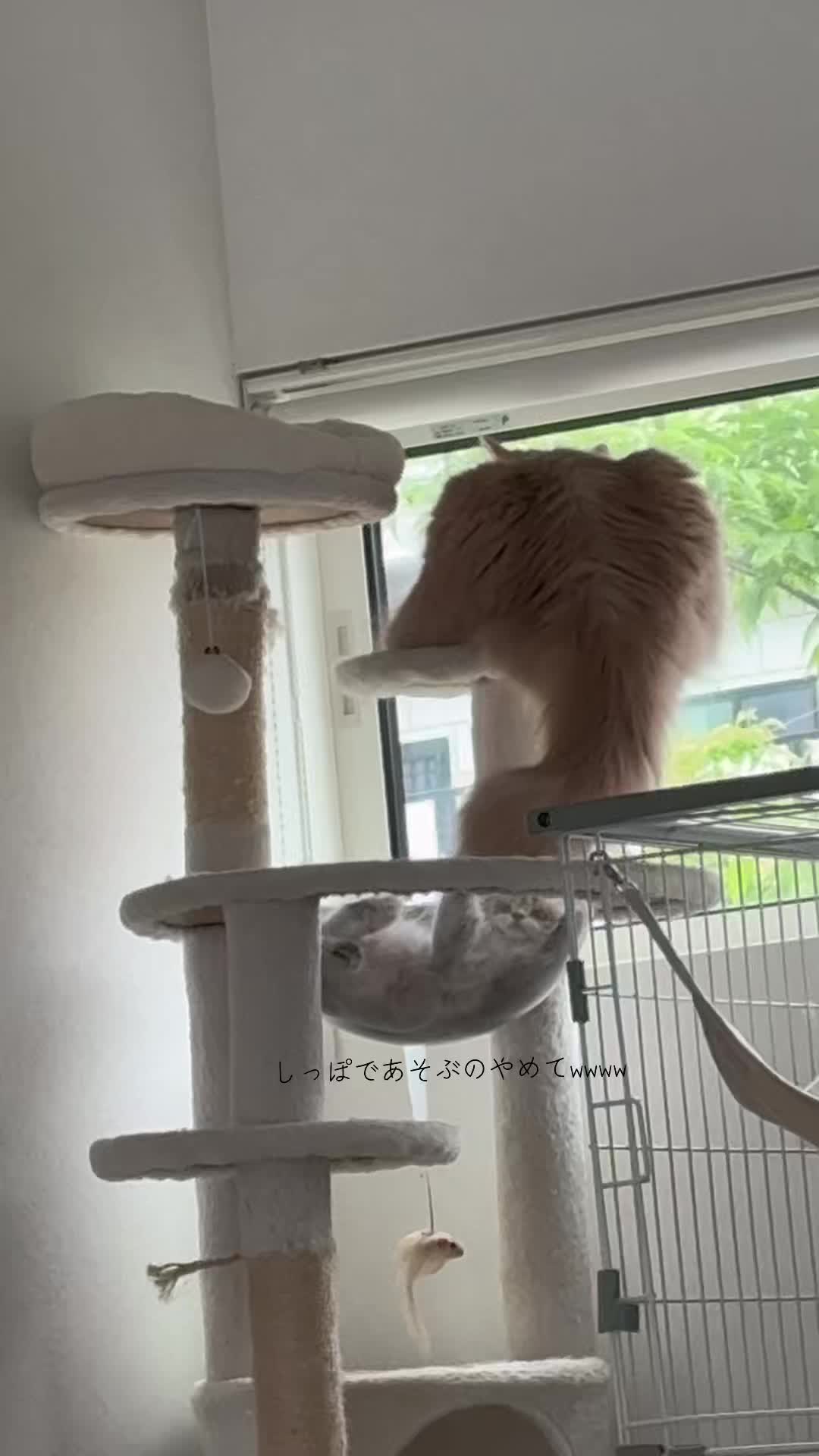 @うにくんとしらすちゃん