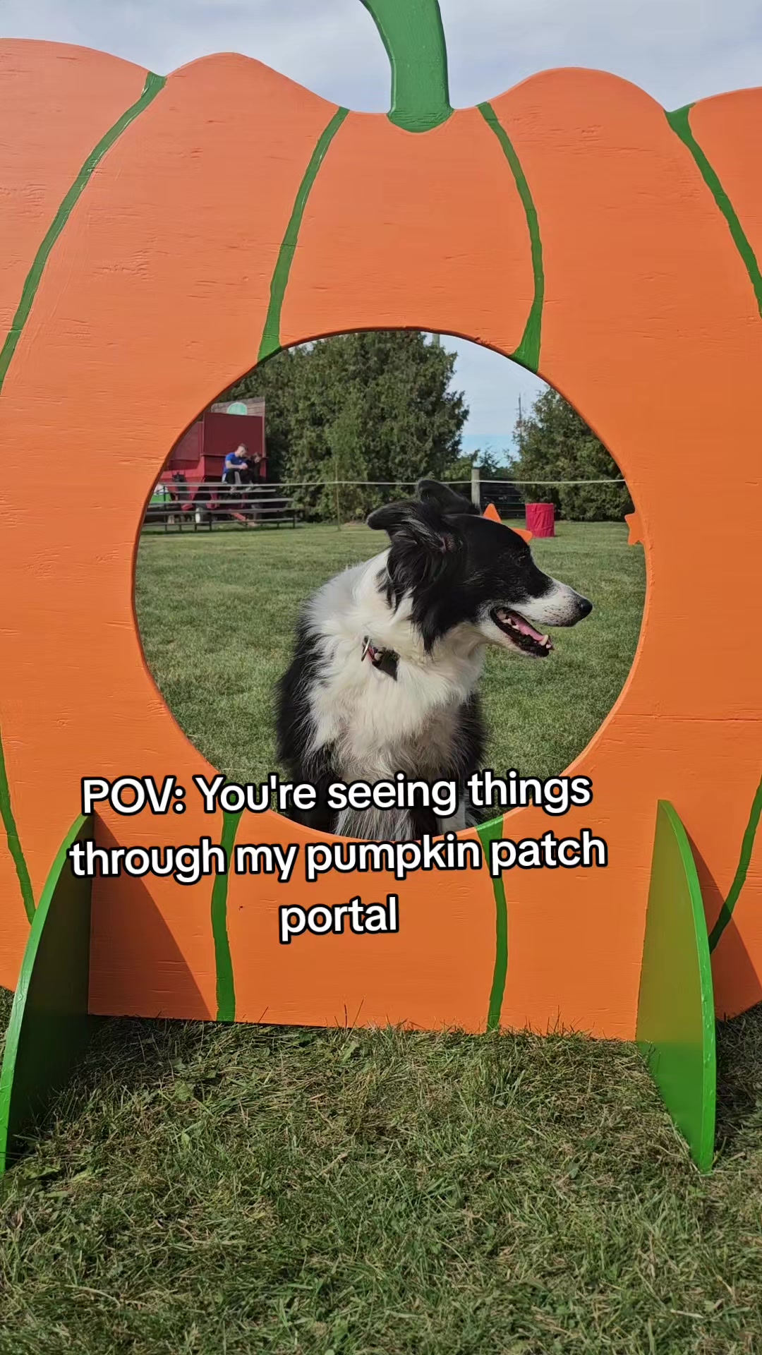 @Zedthebordercollie🇨🇦