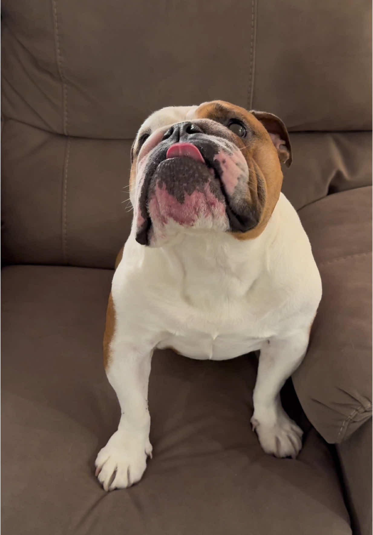 @Stubby The Bulldog